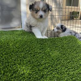 Dachshund and Miniature American Shepherd Puppies from Long Dog Inc.