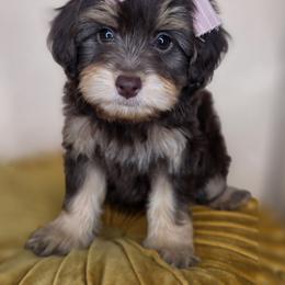 Flopsy - Chocolate female Goldendoodle puppy in Decatur, Tennessee from Diamond's Doodles