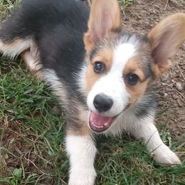 Cardigan Welsh Corgis from Walnut Ridge Farm LLc.