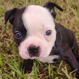 Cali - Black and white female Boston Terrier puppy in Headland, Alabama from Crystal Carlisle's Boston Terriers