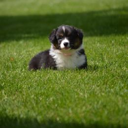 Pembroke Welsh Corgi Puppies from C&G Corgis