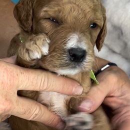Boy 2 - Goldendoodle puppy in Kaysville, Utah from Princess Leih Puppies!