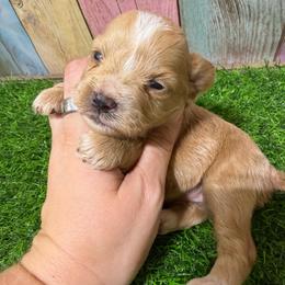 Maple - Wheaten female Miniature Schnauzer puppy in Lufkin, Texas from C&K’s Schnauzer House