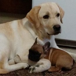 French Bulldog and Labrador Retriever Puppies from Rare Pearl Labradors and Belle Rouge Frenchies