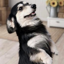 Bentley - Dachshund
