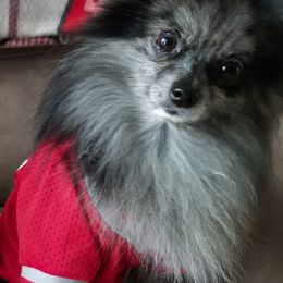 Pomeranians from Love 4cPaws
