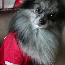 Pomeranians from Love 4cPaws