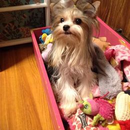 Yorkshire Terriers from Yorkie Angels Of Love