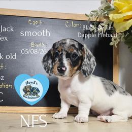 Tex - Dapple male Dachshund puppy in Hoquiam, Washington from Heyd's Mini Dachshunds