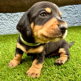Green collar black and tan boy - Black and tan male Dachshund puppy in Orlando, Florida from Weiner Wunderland of Central Florida