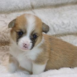 CKC Sable Female - Sable and white female American Corgi puppy in Clovis, New Mexico from Sweet & Salty Cowdogs