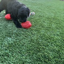 Goldendoodle Puppies from Arizona Doodles