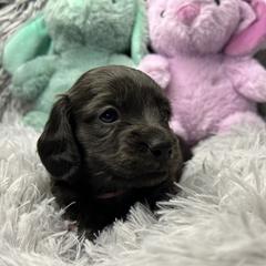 Buttercup - Brindle female Dachshund puppy in Mt Sterling, Ohio from Murphy's 4 paws and a tail