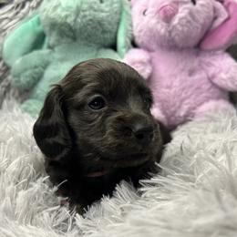 Buttercup - Brindle female Dachshund puppy in Mt Sterling, Ohio from Murphy's 4 paws and a tail