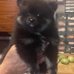Pomeranian Puppies from Danco Pomeranians