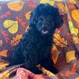 Zuko - Black male Poodle puppy in Mayville, Michigan from Kathy Maize
