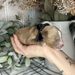 Black - Red male Cavapoo puppy in Ephrata, Washington from Gingers Cavapoo’s