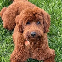 Whisky - Australian Labradoodle