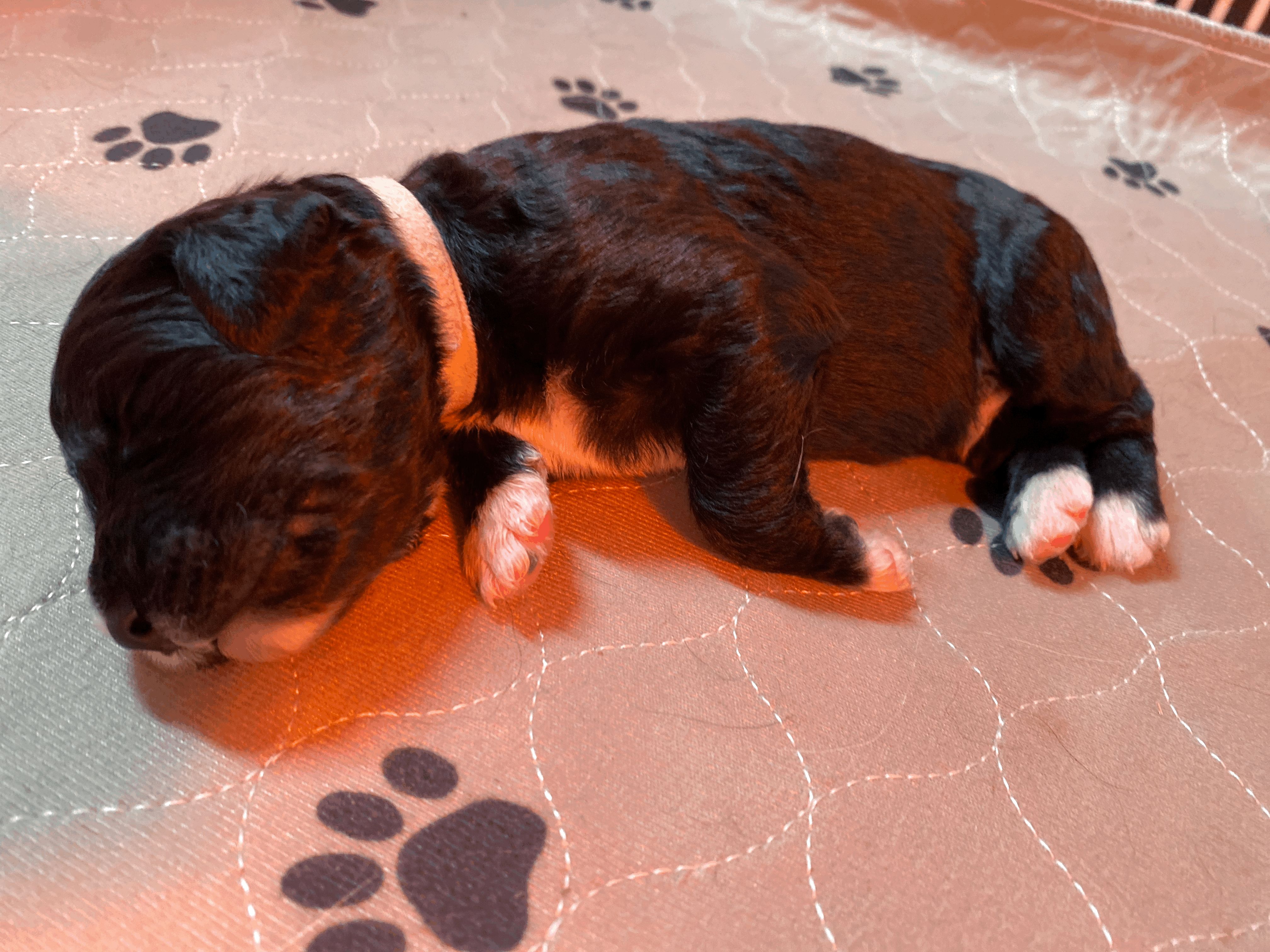 Pupkin Patch Puppies in California | Bernedoodle and Poodle