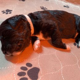 Bernedoodle, Bernese Mountain Dog, and Poodle Puppies from Pupkin Patch Puppies