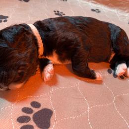 Bernedoodle, Bernese Mountain Dog, and Poodle Puppies from Pupkin Patch Puppies