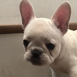 French Bulldogs from Maci Card