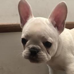 French Bulldogs from Maci Card