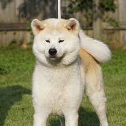 Japanese Akitainus from Shiranui Kennels