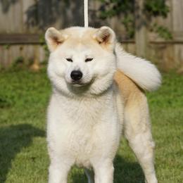 Japanese Akitainus from Shiranui Kennels