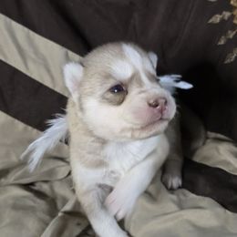Girl 2 - Red and white female Siberian Husky puppy in Kansas City, Missouri from Anuun's Huskies