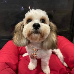 Beamer - Sable and white male Cavachon puppy in Spokane, Washington from Rolling Meadows Cavaliers