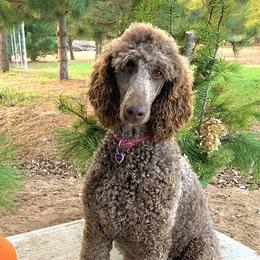 Darcy  - Poodle