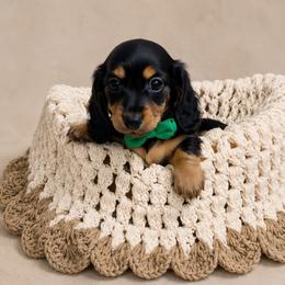 Milo - Black and tan male Dachshund puppy in Bennett, North Carolina from Cherished Dachshunds