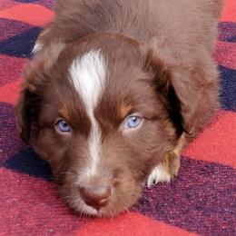 Bay - Red tri-color female Australian Shepherd puppy in Cottage Grove, Oregon from Farmstead Aussies
