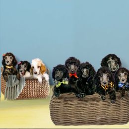 Poodle Puppies from LL Poodles On Tap