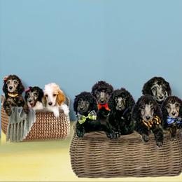 Poodle Puppies from LL Poodles On Tap