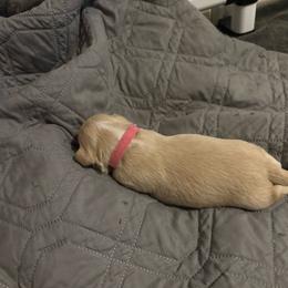 Pink Collar - Golden female Lhasa Apso puppy in Port Royal, Virginia from Hearth and Hound Family Farms