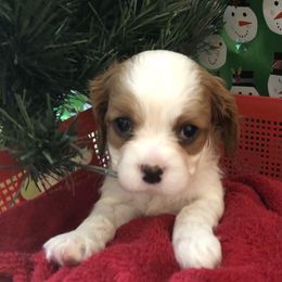 Cavalier King Charles Spaniel All Grown Up from Cutie Pie Cavaliers