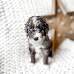 Apollo - Merle male Bernedoodle puppy in Springville, Utah from Happy Doodle