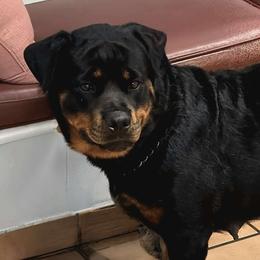 Foxy lady - Rottweiler