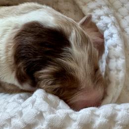 Mine - Red merle female Australian Shepherd puppy in Ramona, California from Blue Moon Aussies