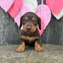 Peep - Chocolate and tan male Dachshund puppy in London, Kentucky from Steele Half Acre Homestead