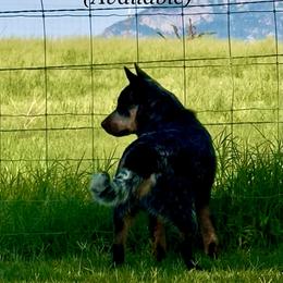 Australian Cattle Dog Puppies from Camira Ranch Australian Cattle Dogs