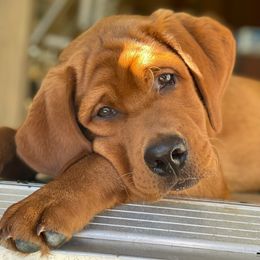 Labrador Retriever Puppies from Abundance Labradors