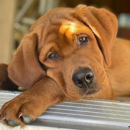 Labrador Retriever Puppies from Abundance Labradors
