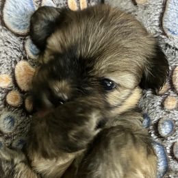 MB3 FLORIDA AKC MULTI CHAMPION ANCESTRY - Red gold male Lhasa Apso puppy in Bell, Florida from Maryann & Kandis