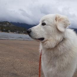 Great Pyrenees All Grown Up from The Yosemite Pyrenees Ranch