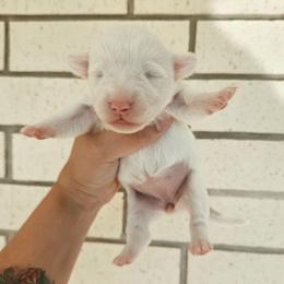 Domino - Blue merle and white female American Corgi puppy in Midway, Arkansas from Wildlings & Wild Things Homestead