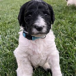Australian Labradoodle Puppies from Lokal Labradoodles