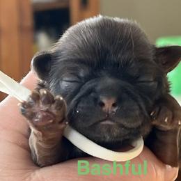 Bashful - Chocolate and tan female Shih Tzu puppy in Bloomfield, Indiana from Meihem Pups